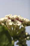 White milkweed